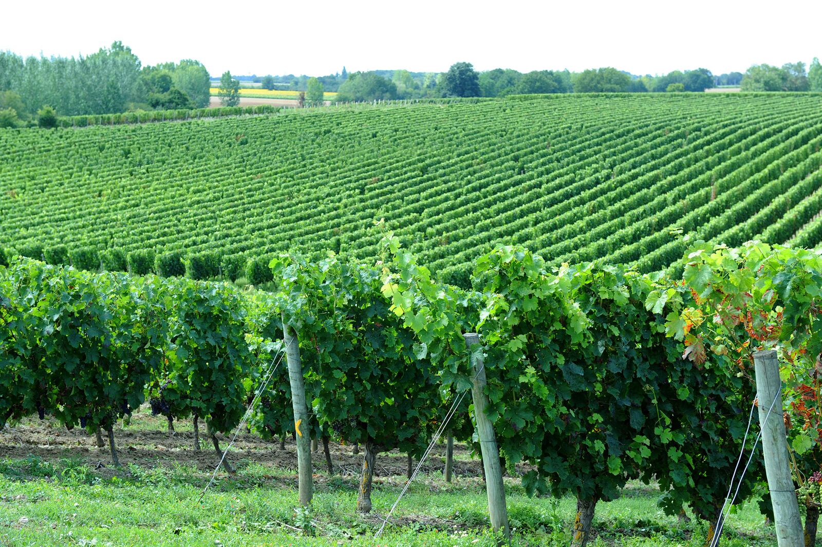 Le Thouarsais, terre de vignobles
