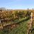 Brion-Près-Thouet