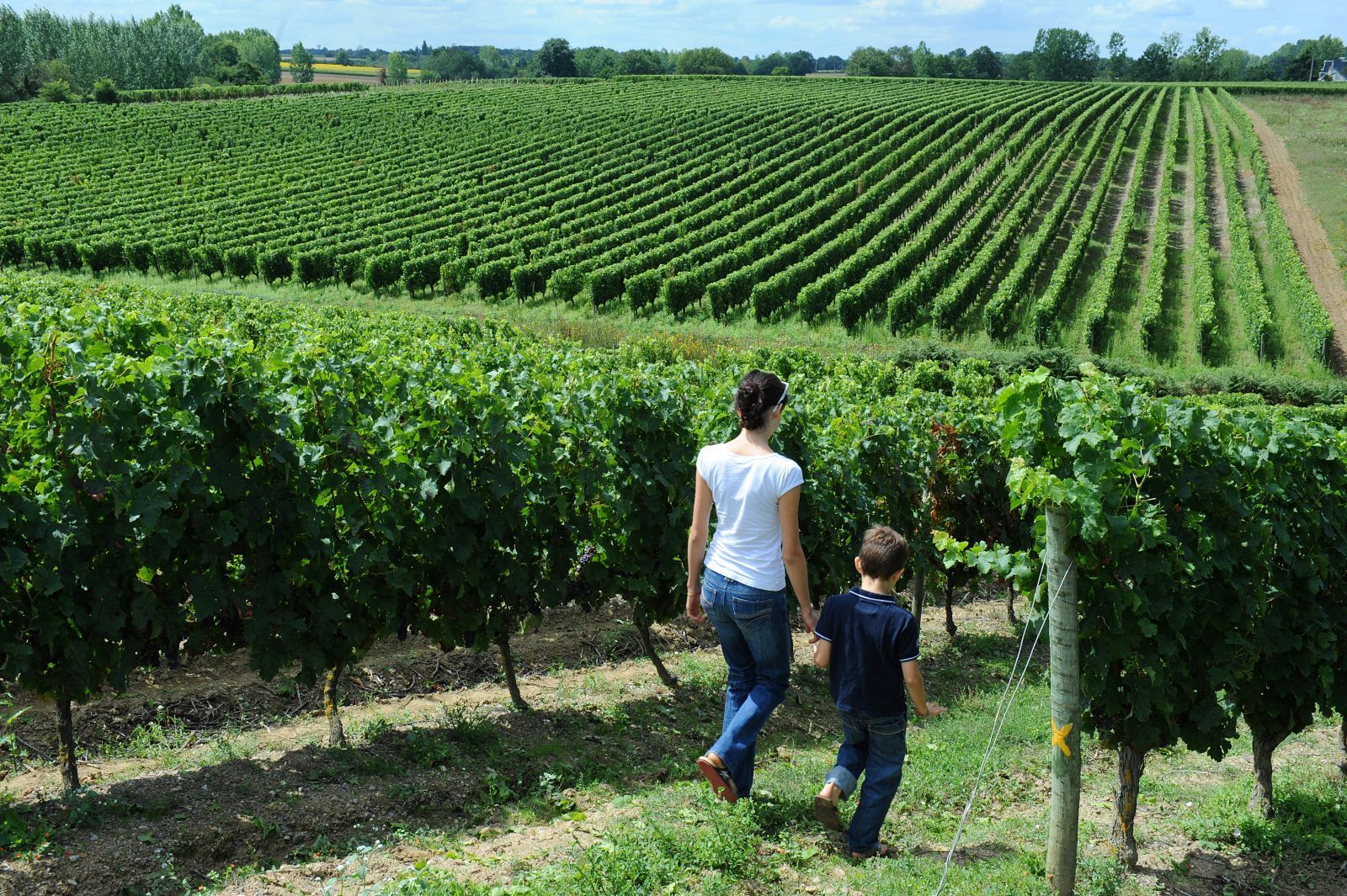 Le Thouarsais, terre de vignobles